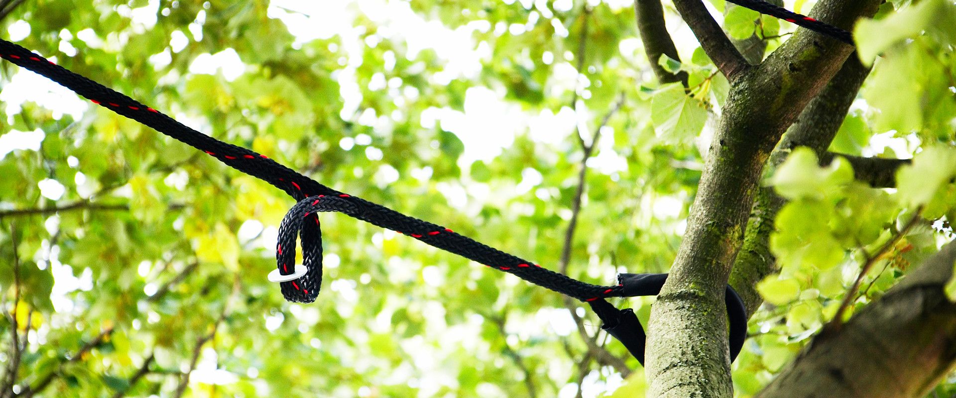Tree bracing in a tree canopy.