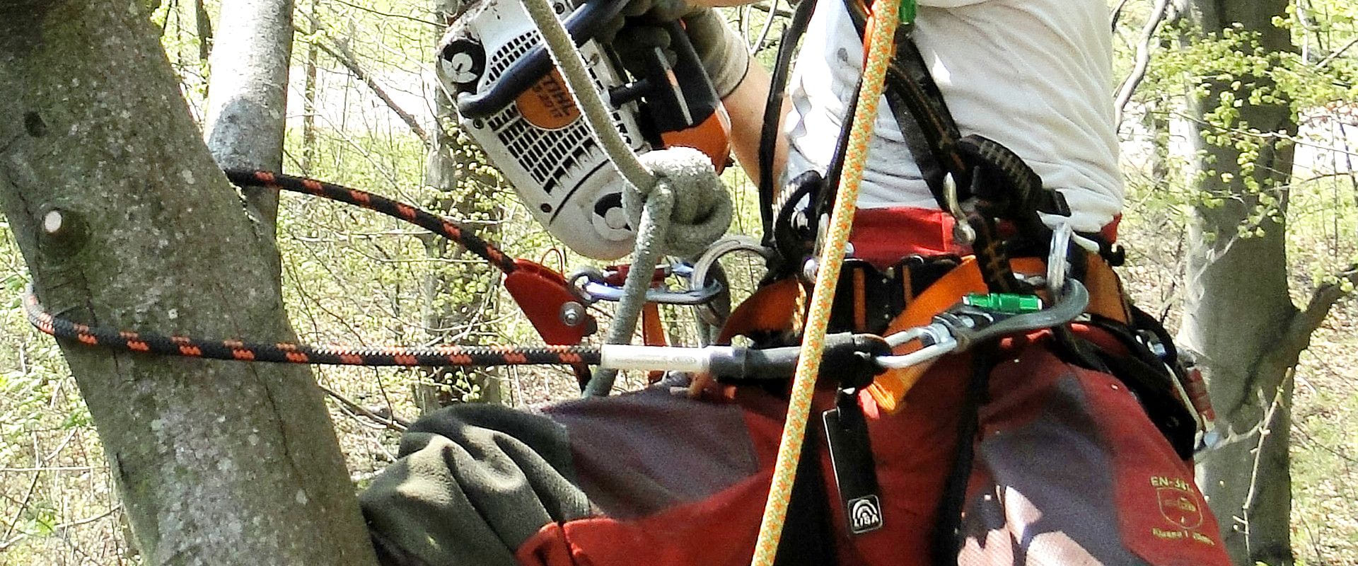 Tree Climber with an harness in the tree.