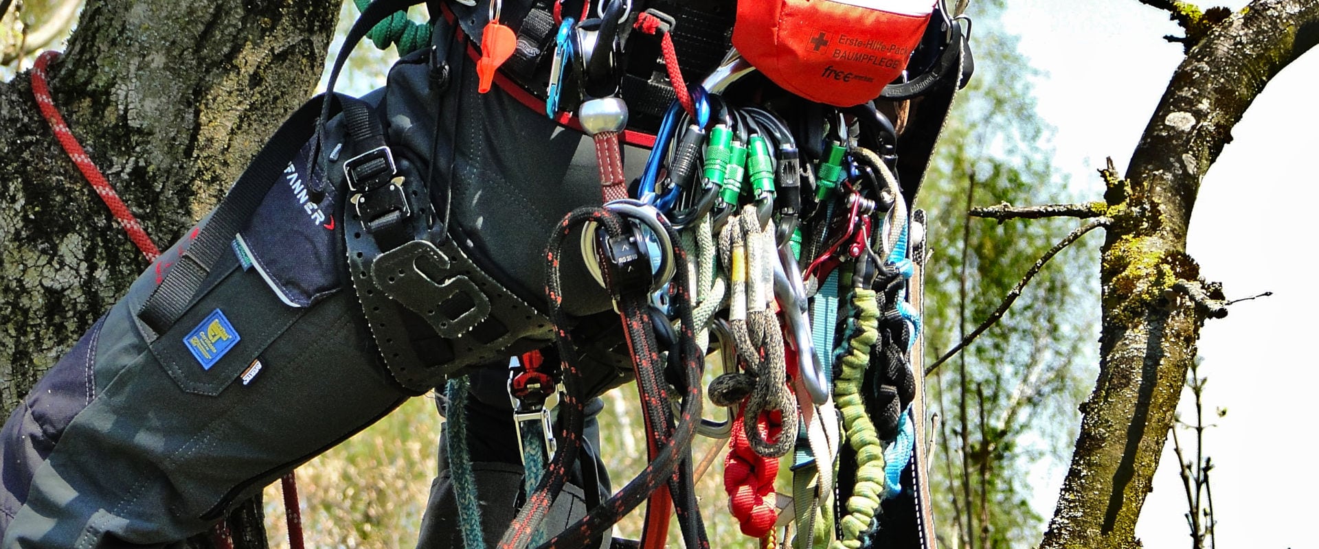 Tree climber from behind with a harness full of different carabiners and gear.