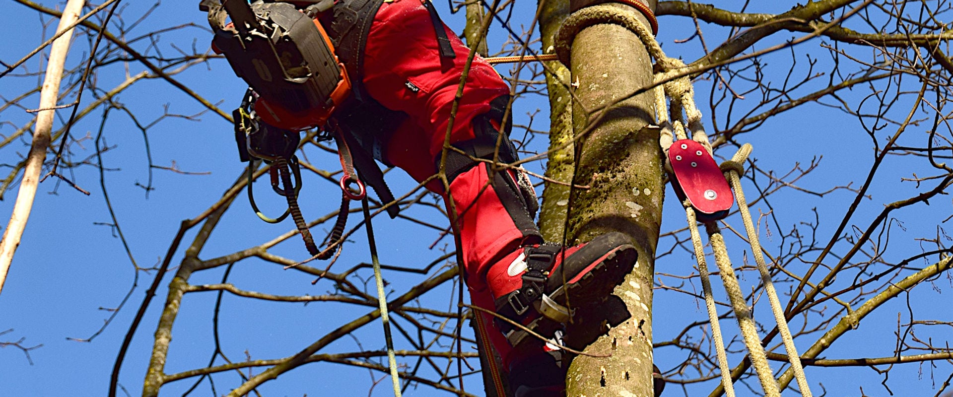 Tree Climber with chainsaw protection shoes on a tree.