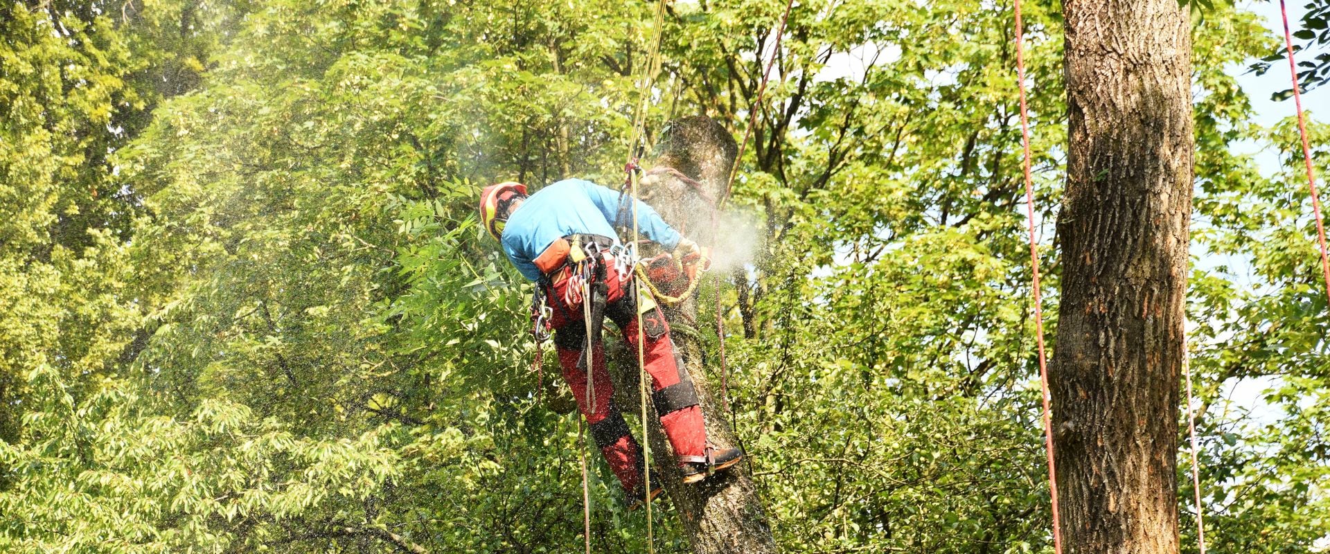 Baumkletterer steht mit Gurt, Steigeisen und Kletterseil gesichert an einem Baum und fällt ihn Stück für Stück mit der Motorsäge. Er ist von hinten zu sehen. Sein Pullover ist hellblau, die Schnittschutzhose ist rot-schwarz. Er trägt einen rot-gelben Helm.