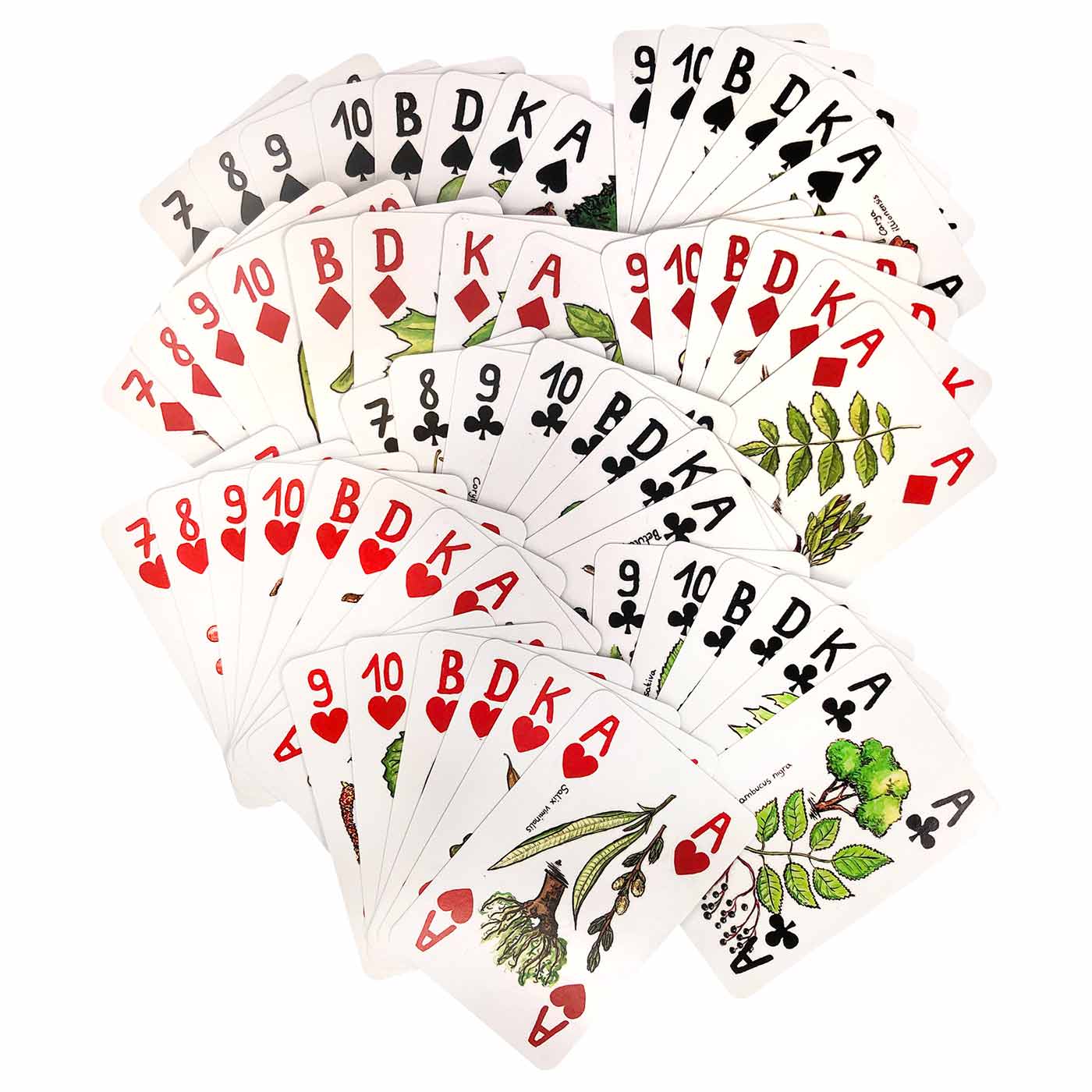Tree cards Playing cards with tree and leaf illustrations, all cards are fan-shaped, different colours and symbols visible