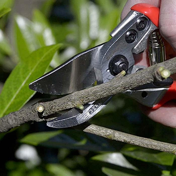 Berger 1104 Pruning Shears with Red Handles Cutting a Branch, Hand Visible