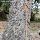 chainANCHOR blue-black rope with red markings and metal eyelet, wrapped around a tree attached with orange rope and snap hook