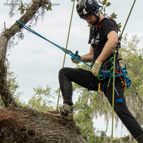 Man in helmet and gloves climbing tree, wearing black t-shirt with inscription, using blue rope hipSTAR Glide 11.5