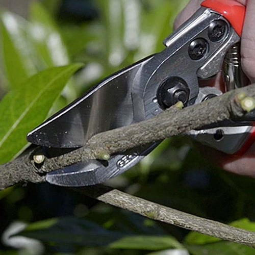Berger 1114 secateurs cut a branch, red handles and scissor blade visible
