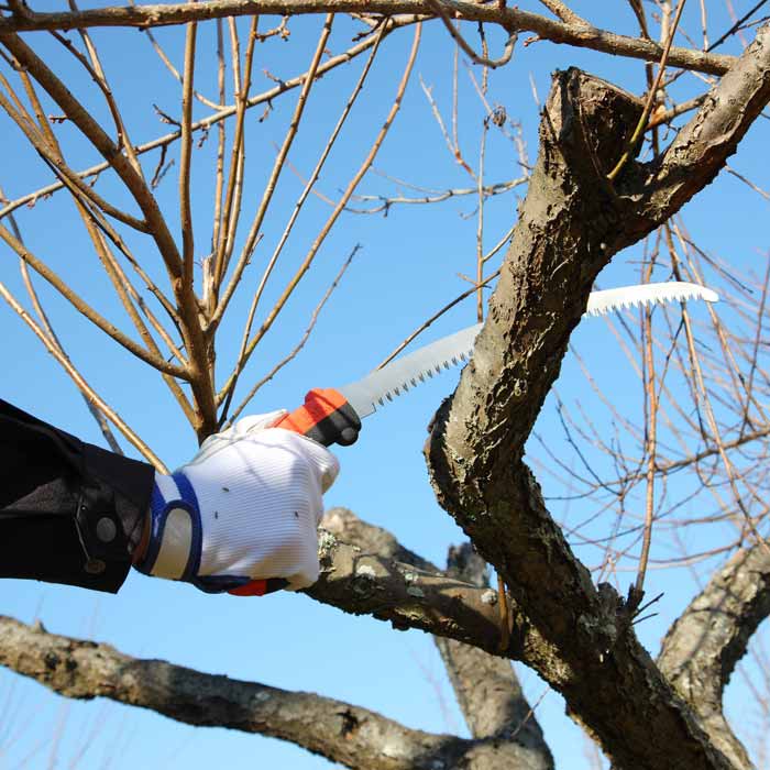 Tsurugi Curve 330-7.5 hand saw from Silky in use, cutting a branch on a tree, hand with white glove holding the handle