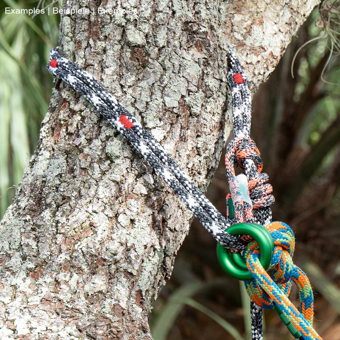 canopyANCHOR ring with black, white and red rope, green ring, attached to a tree trunk with colorful rope