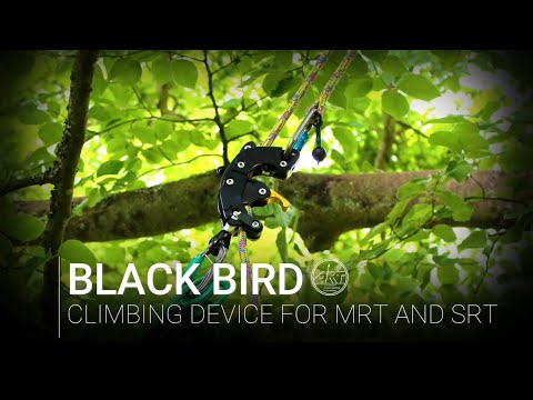 BlackBird