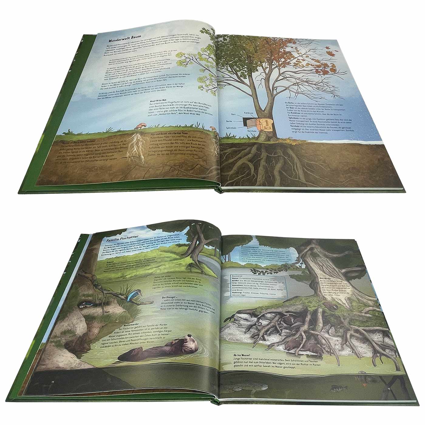 Wild life in old trees