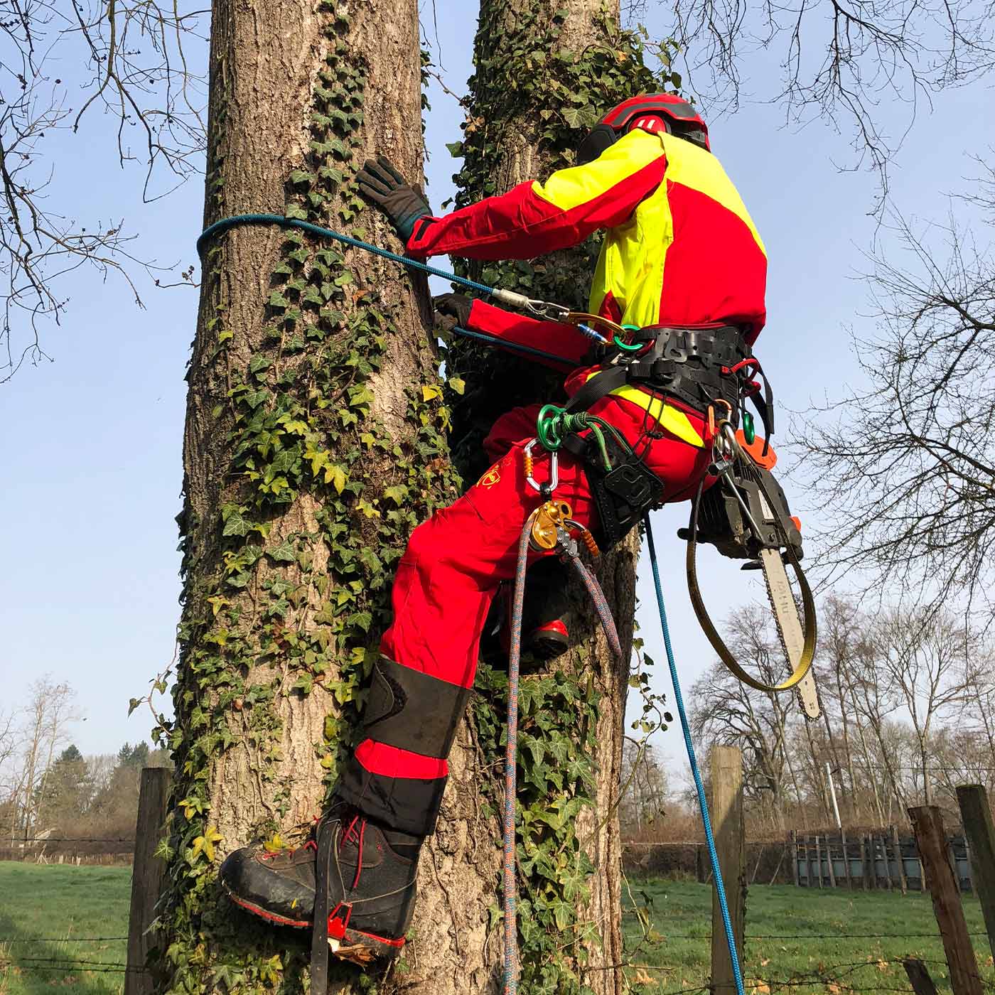 Person in red and yellow protective clothing climbing a tree, wearing Arborist Xlight shoes, climbing equipment visible
