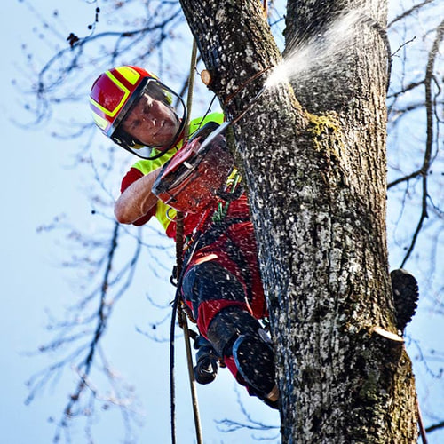 Person wearing PROTOS® Tree Care helmet and protective clothing climbing a tree and using a chainsaw, tree trunk and blue sky in the background
