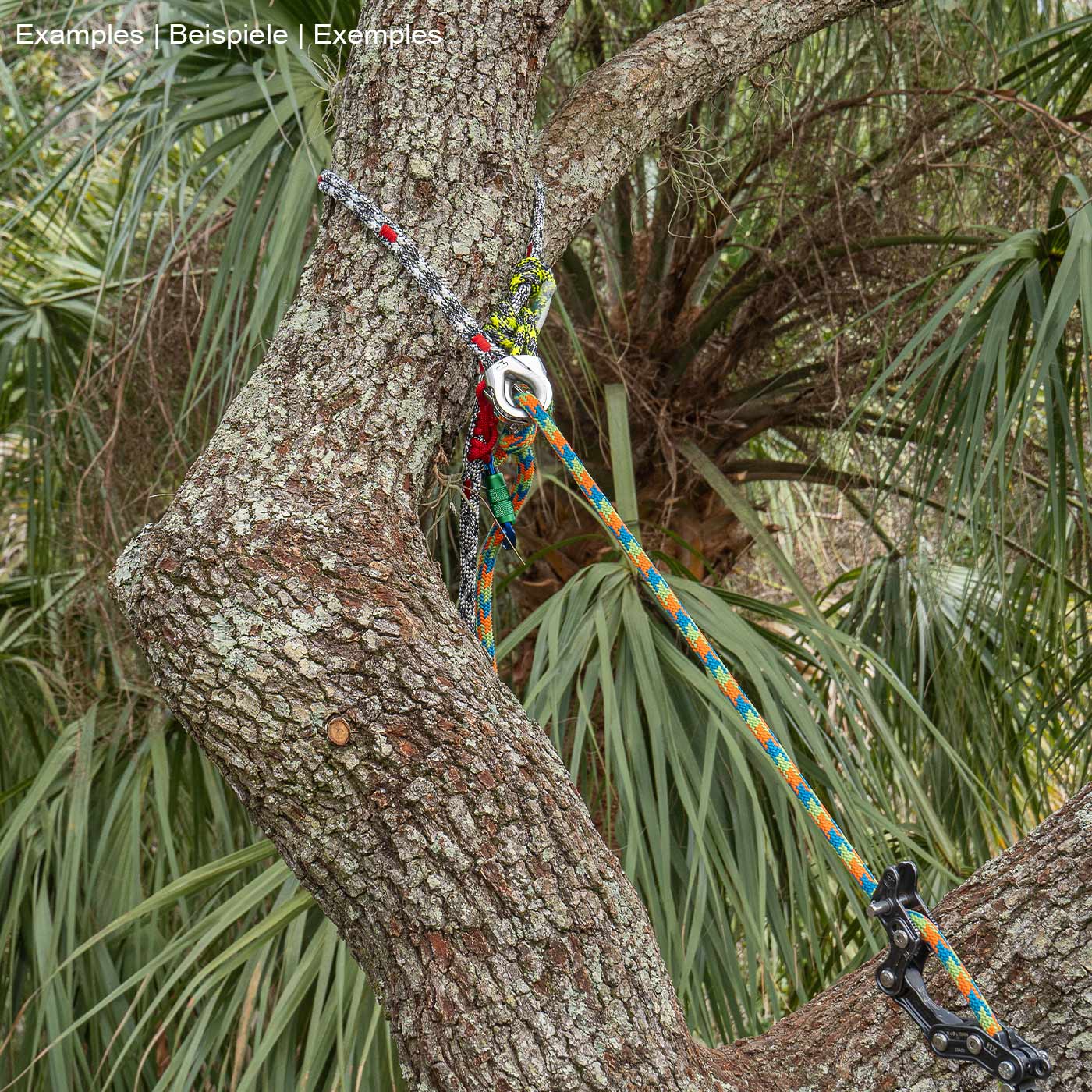 canopyANCHOR Thimble made of black-white-red rope with metal eyelet, attached to a tree trunk with other colorful ropes and climbing equipment