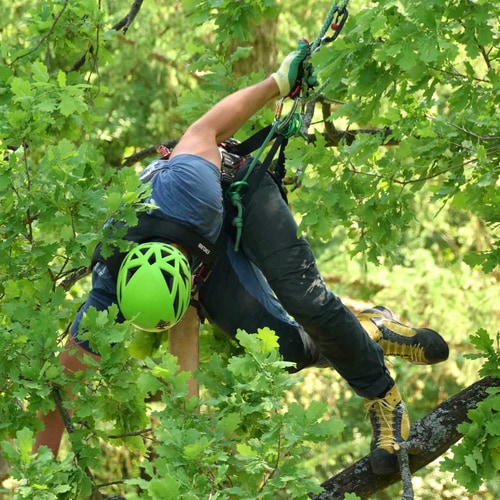 Pro Ascent